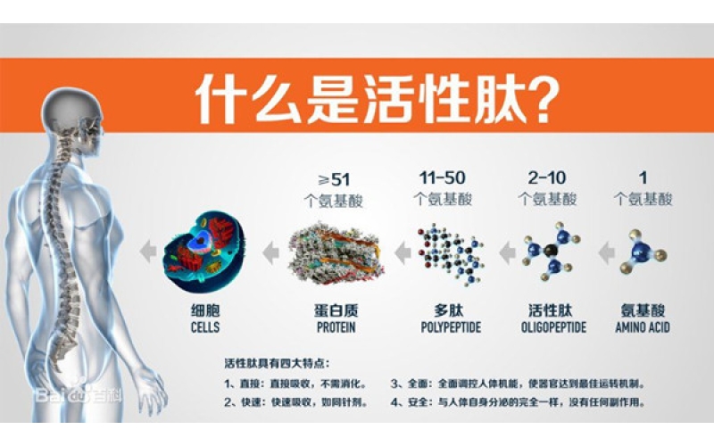 肽，對身體的十大益處